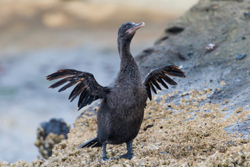 Ecuador, Galapagos Islands, Isabela, Tagus Cove, flightless cormorant (Nannopterum harrisi) drying its wings.