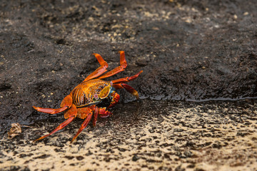 Sally Lightfoot Crab (Grapsus grapsus) Galapagos Islands, Ecuador.