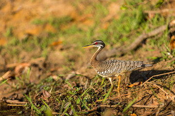 A Splendid Sunbittern (Eurypyga helias) walks along the bank of a river in the Brazilian Pantanal