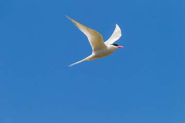 Falkland Islands, Bleaker Island. South American tern in flight. Credit as: Cathy & Gordon Illg / Jaynes Gallery / DanitaDelimont.com