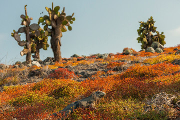 Ecuador, Galapagos National Park. Land iguana in colorful vegetation. Credit as: Cathy & Gordon...