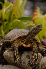 Brown Wood Turtle (Rhynoclemys annulata) Bataguridae Northwest Ecuador