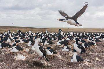 Falkland Islands, Bleaker Island. Imperial shag nesting colony. Credit as: Cathy & Gordon Illg /...