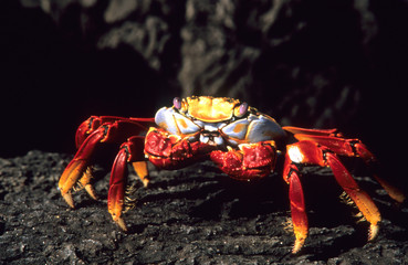 Sally lightfoot crab Galapagos Islands, Ecuador, South America