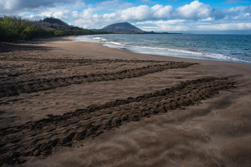 Galapagos Green Sea Turtle (Chelonia mydas agassizi) Tracks of Nesting Female. Santiago Island, Galapagos Islands, Ecuador, Endemic Subspecies
