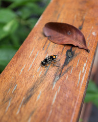 A dead insect on a wooden rail at an Amazon jungle lodge near Manaus, Brazil