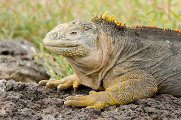 Ecuador, Galapagos, South Plaza Island. Endemic land iguana (Wild: Conolophus subcristatus) head and face detail.