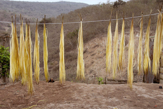 Ecuador, Manta. Small town of El Aromo where the raw material, straw aka Paja Toquilla, is processed to make the world famous Panama hat. Straw drying after cleaning.