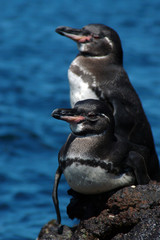 Galapagos Islands, Ecuador. Galapagos Penguins.