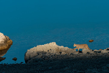 Puma cub (Felis concolor patagonica) 7 months old Lago Sarmiento, Torres del Paine National Park,...