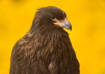 Close-up of a Striated Caracara (Johnny Rook) , Yellow Background, Falkland Islands