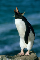 Rockhopper Penguin, (Eudyptes chrysocome), Falkland Islands, South Atlantic.