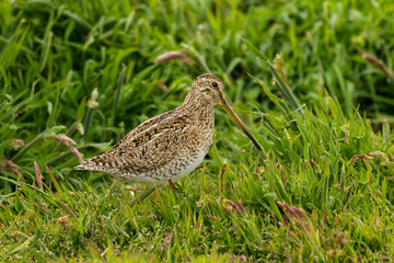 Falkland Islands, Sea Lion Island. Magellanic snipe close-up. Credit as: Cathy & Gordon Illg / Jaynes Gallery / DanitaDelimont.com