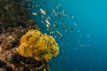 Sponge (Porifera) Galapagos Islands, Ecuador.
