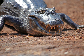 Brazil, Pantanal. Caiman comes ashore at the riverbank in the Caiman Ecological Reserve at the Pantanal.