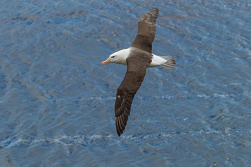 Falkland Islands, Saunders Island. Black-browed albatross in flight. Credit as: Cathy & Gordon Illg / Jaynes Gallery / DanitaDelimont.com