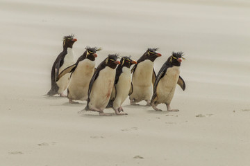 Falkland Islands, Saunders Island. Rockhopper penguins marching on beach. Credit as: Cathy & Gordon Illg / Jaynes Gallery / DanitaDelimont.com
