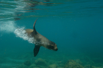 Obraz premium Galapagos sealion (Zalophus wollebaeki) underwater Espaola or Hood Island, Galapagos Islands Ecuador.