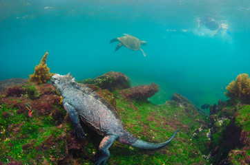 Marine Iguana (Amblyrhynchus cristatus) underwater, Fernandina Island, Galapagos Islands, Ecuador.