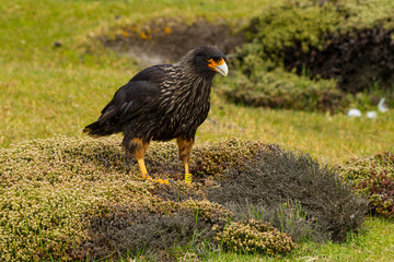 Falkland Islands, Saunders Island. Striated caracara on ground. Credit as: Cathy & Gordon Illg / Jaynes Gallery / DanitaDelimont.com