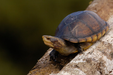 White-lipped mud turtle (Kinosternon leucostomum postinguinale) Western Ecuador