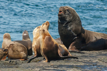 Falkland Islands, Bleaker Island. Southern sea lions near water. Credit as: Cathy & Gordon Illg /...