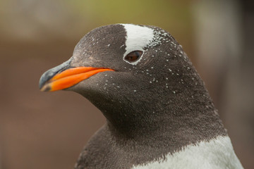 Naklejka premium Falkland Islands, Bleaker Island. Gentoo penguin portrait. Credit as: Cathy & Gordon Illg / Jaynes Gallery / DanitaDelimont.com