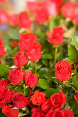 Weekly Friday fruit & vegetable market, Southern Zone of Rio De Janeiro, Praca General Osorio, near Ipanema Beach, Brazil 