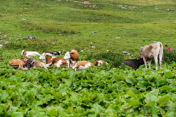 Cows having rests