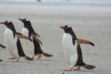 Fototapeta na wymiar Falkland Islands. Saunders Island. Gentoo penguins (Pygoscelis papua)