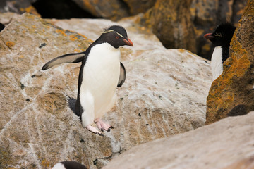 South Atlantic, Falkland Islands, New Island. Rockhopper penguin in midair while hopping onto...