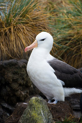 Obraz premium Falkland Islands. West Point Island. Black-browed albatross (Thalassarche melanophrys).