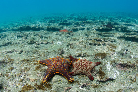 Panamic Cushion Star (Pentaceraster cummingi) Galapagos Islands, Ecuador.