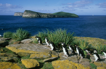 Rockhopper Penguins, (Eudyptes chrysocome), return to colony, New Island, Falkland Islands.