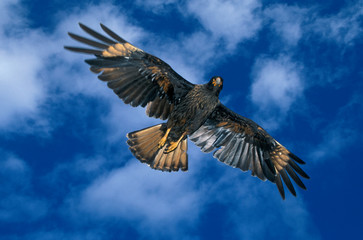 Striated Caracara or Johnny Rook (Phalcoboenus australis) in flight, FALKLAND ISLANDS