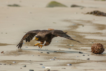 Falkland Islands, Carcass Island. Striated caracara landing. Credit as: Cathy & Gordon Illg /...