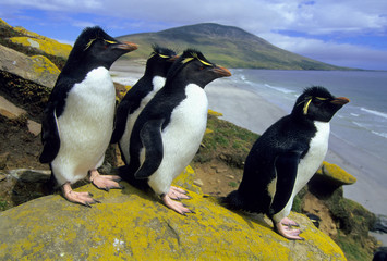 Rockhopper Penguins, (Eudyptes chrysocome), Falkland Islands, South Atlantic.