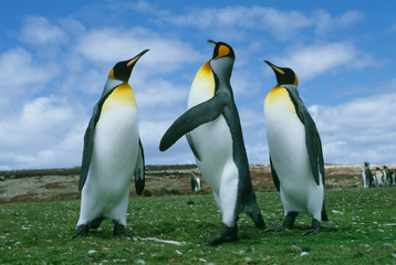 King Penguins, (Aptenodytes patagonicus), Volunteer Point, Falkland Islands.