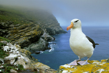 Black-Browed Albatross, (Diomedea melanophris), West Point Island, Falkland Islands.
