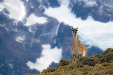 Chile, Guanaco