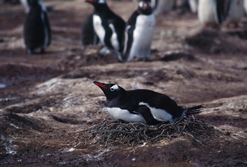 South Atlantic Ocean; Falkland Islands, East Falkland Island. A Gentoo Penguins (Pygoscelis papua)...