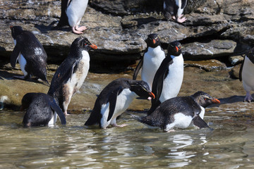 Rockhopper Penguin. West Point Island. Falkland Islands.