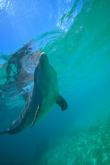 Underwater view of Bottlenose Dolphin (Tursiops Truncatus), Roatan, Bay Islands, Honduras