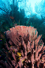 pristine sponges, Caribbean Scuba Diving, Roatan, Bay Islands, Honduras, Central America