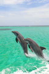 Bottlenose Dolphin (Tursiops Truncatus), Roatan, Bay Islands, Honduras