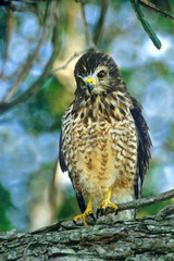 Mexico, Tamaulipas State. Portrait of roadside hawk perched in tree. 