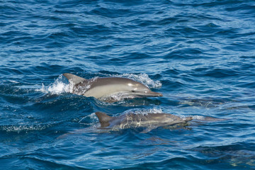 Fototapeta premium Common dolphin. Baja California, Sea of Cortez, Mexico.