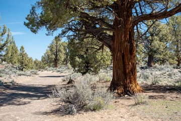Fototapeta na wymiar Juniper tree along trail in Central Oregon