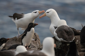 Black-Browed Albatross. Saunders Island. Falkland Islands.