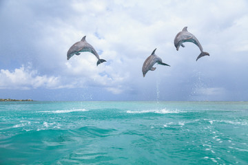 Bottlenose Dolphins (Tursiops Truncatus), Caribbean Sea, Roatan, Bay Islands, Honduras